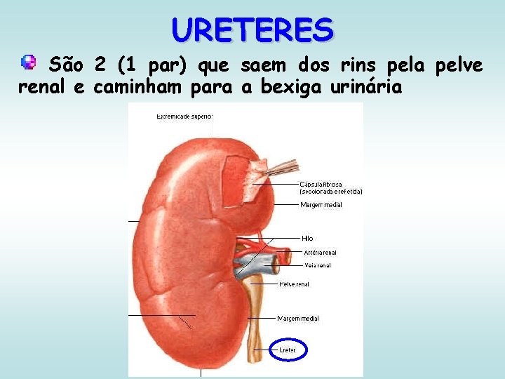 URETERES São 2 (1 par) que saem dos rins pela pelve renal e caminham