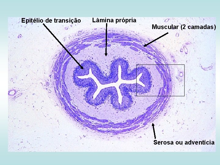 Epitélio de transição Lâmina própria Muscular (2 camadas) Serosa ou adventícia 