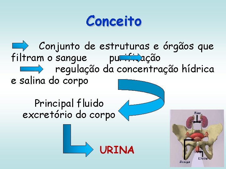 Conceito Conjunto de estruturas e órgãos que filtram o sangue purificação regulação da concentração