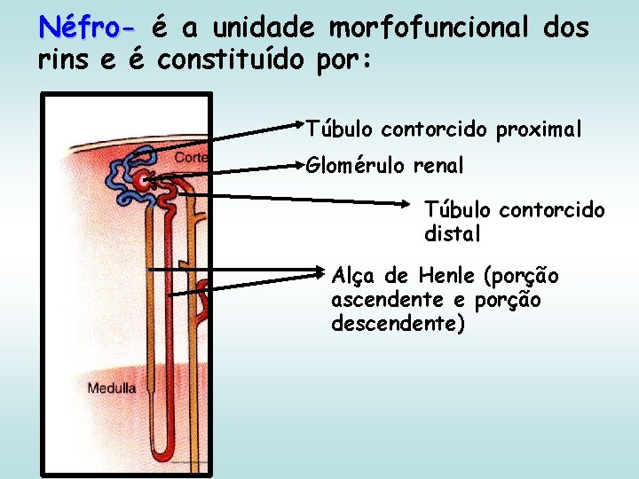 Néfro- é a unidade morfofuncional dos rins e é constituído por: Túbulo contorcido proximal