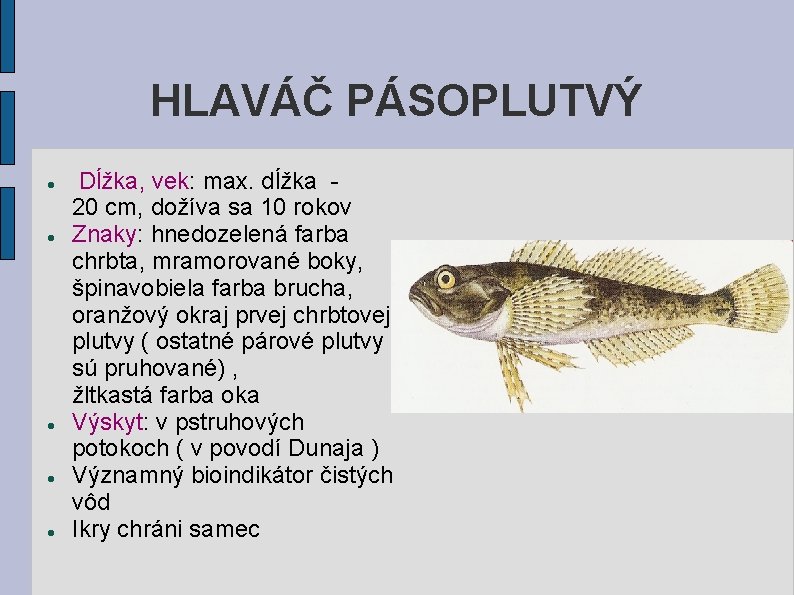 HLAVÁČ PÁSOPLUTVÝ Dĺžka, vek: max. dĺžka 20 cm, dožíva sa 10 rokov Znaky: hnedozelená