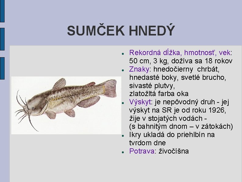 SUMČEK HNEDÝ Rekordná dĺžka, hmotnosť, vek: 50 cm, 3 kg, dožíva sa 18 rokov