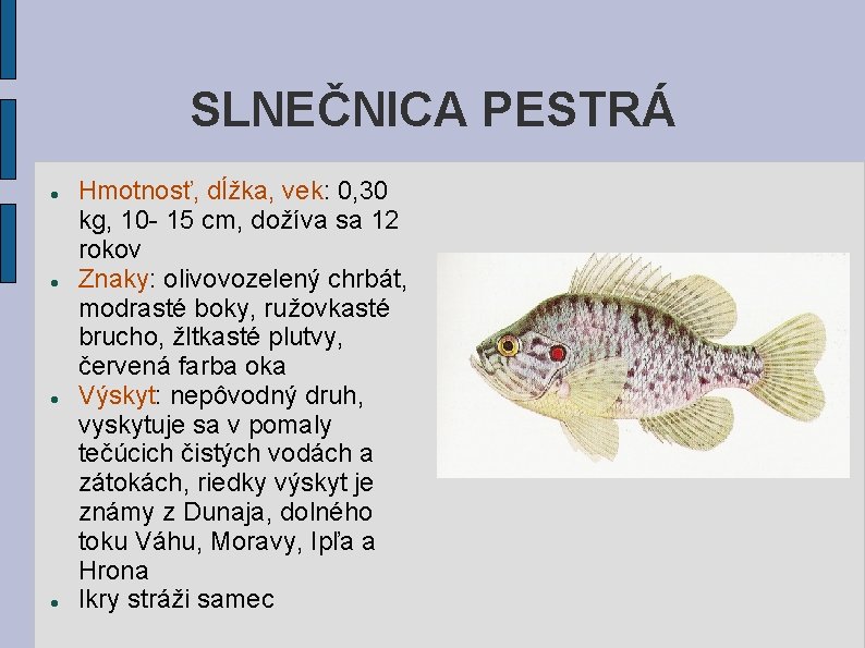 SLNEČNICA PESTRÁ Hmotnosť, dĺžka, vek: 0, 30 kg, 10 - 15 cm, dožíva sa