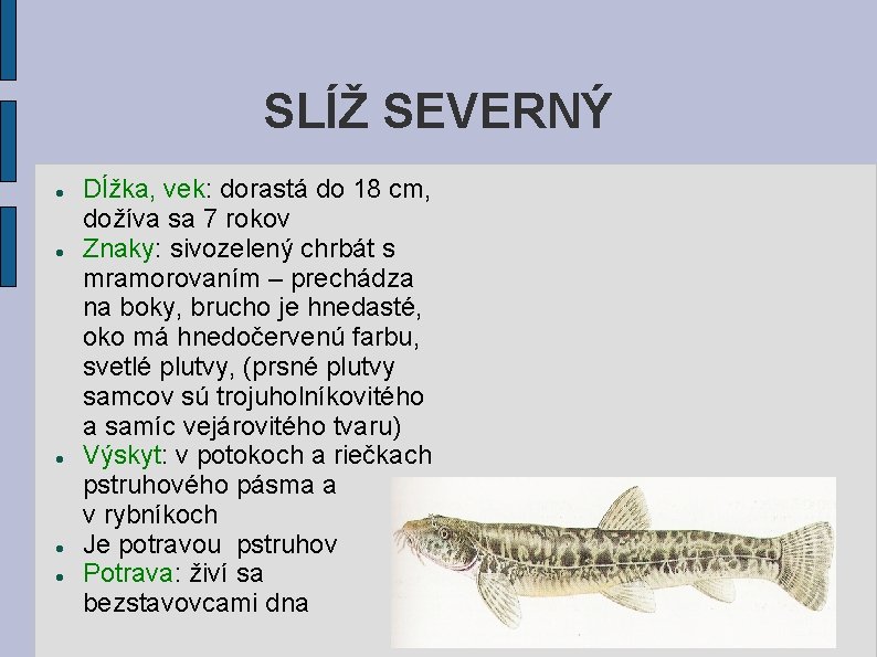 SLÍŽ SEVERNÝ Dĺžka, vek: dorastá do 18 cm, dožíva sa 7 rokov Znaky: sivozelený