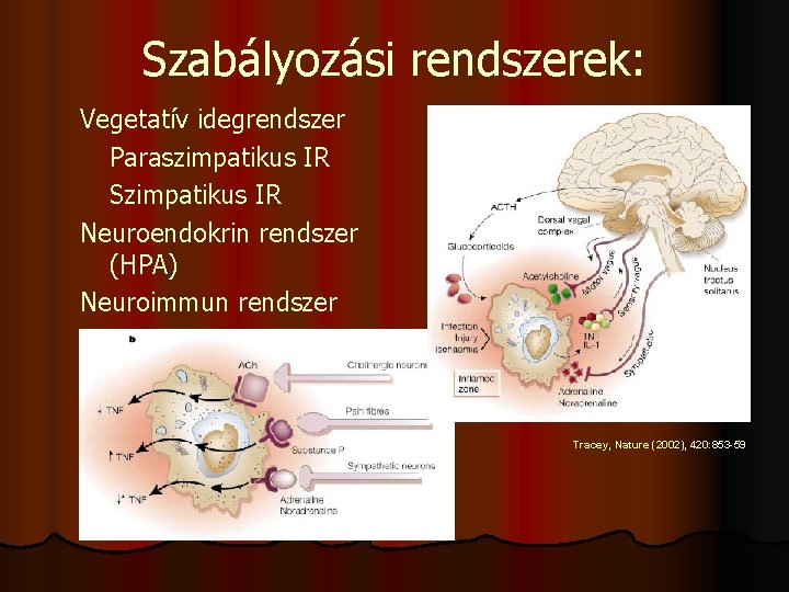 Szabályozási rendszerek: Vegetatív idegrendszer Paraszimpatikus IR Szimpatikus IR Neuroendokrin rendszer (HPA) Neuroimmun rendszer Tracey,