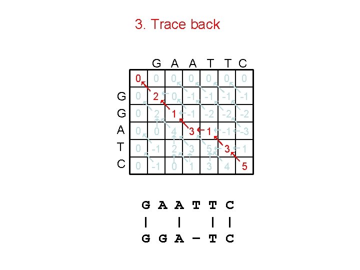 3. Trace back G A A T T C G G A T C