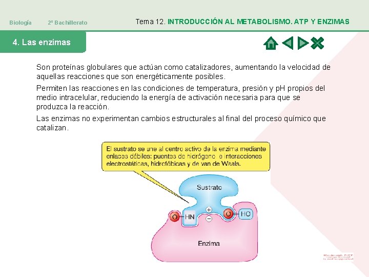 Biología 2º Bachillerato Tema 12. INTRODUCCIÓN AL METABOLISMO. ATP Y ENZIMAS 4. Las enzimas