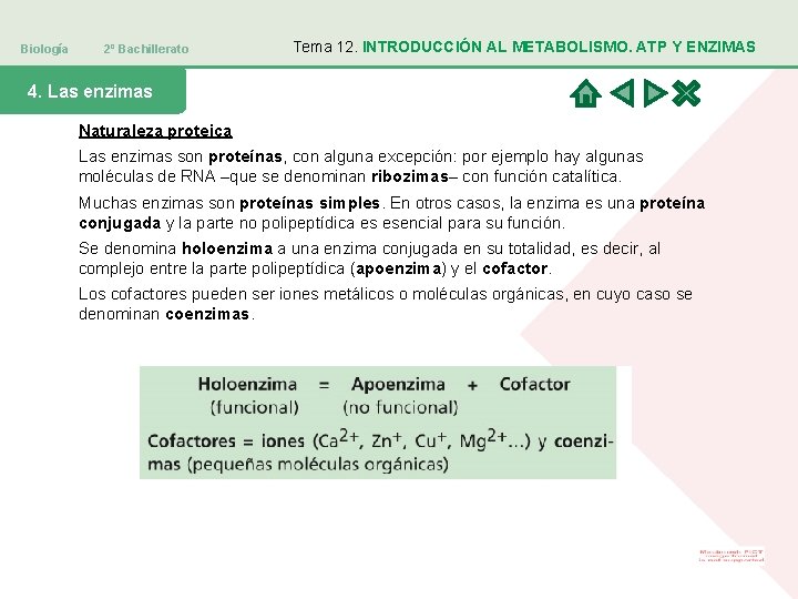 Biología 2º Bachillerato Tema 12. INTRODUCCIÓN AL METABOLISMO. ATP Y ENZIMAS 4. Las enzimas