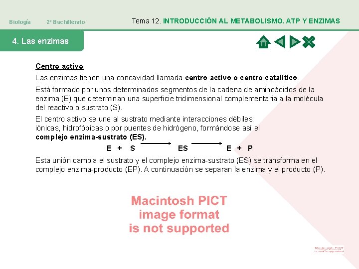 Biología Tema 12. INTRODUCCIÓN AL METABOLISMO. ATP Y ENZIMAS 2º Bachillerato 4. Las enzimas