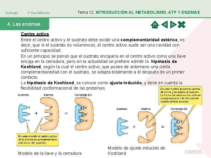 Biología 2º Bachillerato Tema 12. INTRODUCCIÓN AL METABOLISMO. ATP Y ENZIMAS 4. Las enzimas