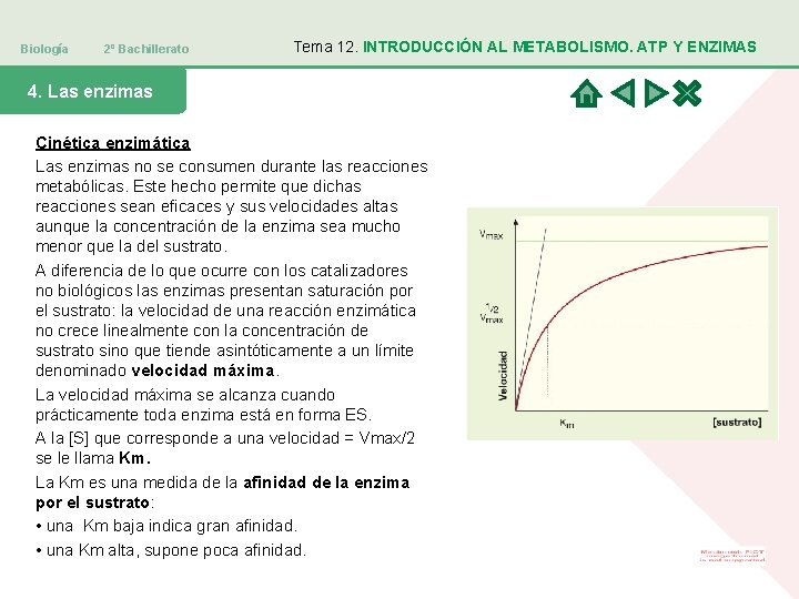 Biología 2º Bachillerato Tema 12. INTRODUCCIÓN AL METABOLISMO. ATP Y ENZIMAS 4. Las enzimas