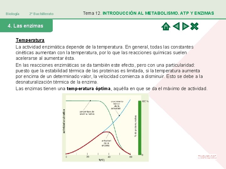 Biología 2º Bachillerato Tema 12. INTRODUCCIÓN AL METABOLISMO. ATP Y ENZIMAS 4. Las enzimas