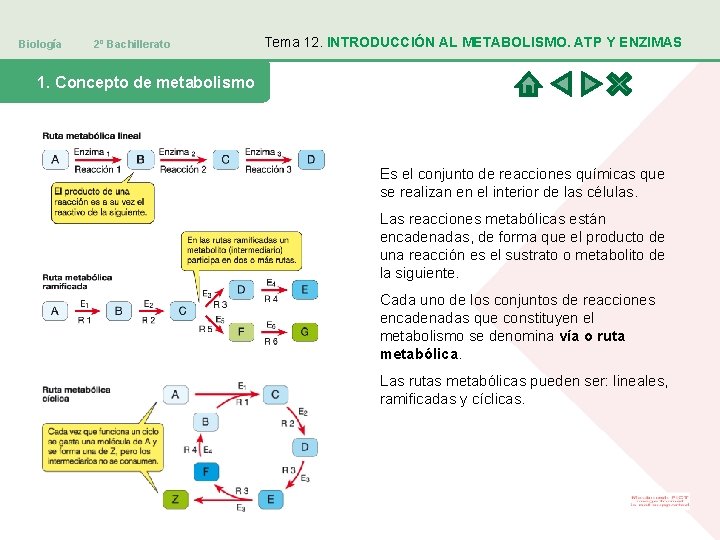 Biología 2º Bachillerato Tema 12. INTRODUCCIÓN AL METABOLISMO. ATP Y ENZIMAS 1. Concepto de