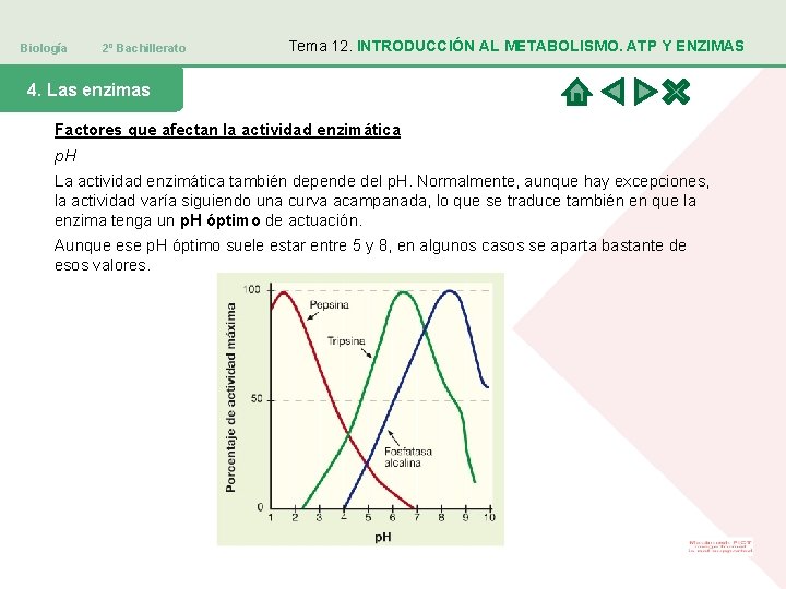 Biología 2º Bachillerato Tema 12. INTRODUCCIÓN AL METABOLISMO. ATP Y ENZIMAS 4. Las enzimas