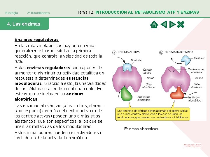 Biología 2º Bachillerato Tema 12. INTRODUCCIÓN AL METABOLISMO. ATP Y ENZIMAS 4. Las enzimas