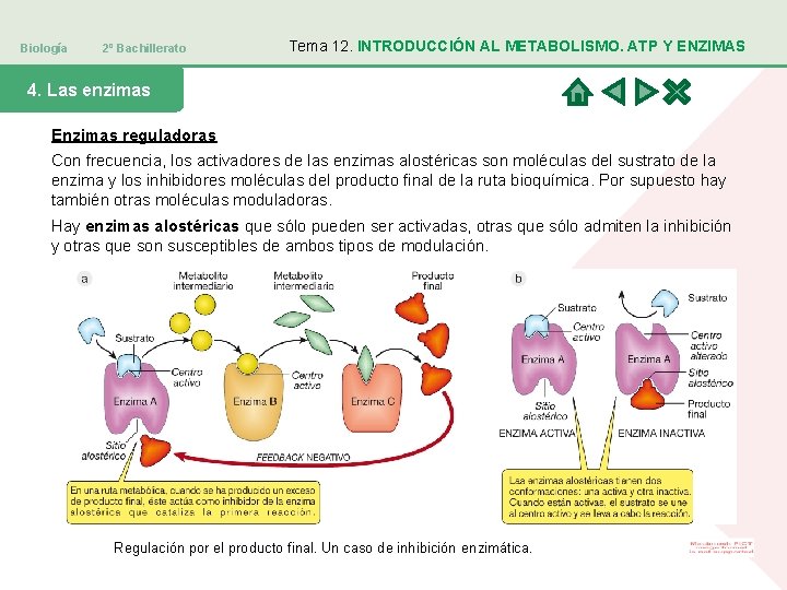 Biología 2º Bachillerato Tema 12. INTRODUCCIÓN AL METABOLISMO. ATP Y ENZIMAS 4. Las enzimas