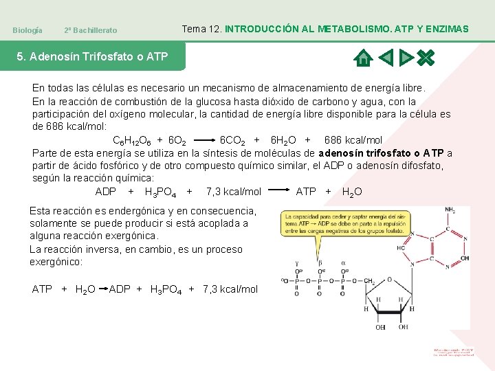 Biología 2º Bachillerato Tema 12. INTRODUCCIÓN AL METABOLISMO. ATP Y ENZIMAS 5. Adenosín Trifosfato