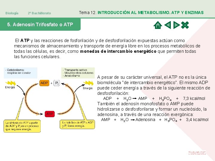 Biología 2º Bachillerato Tema 12. INTRODUCCIÓN AL METABOLISMO. ATP Y ENZIMAS 5. Adenosín Trifosfato