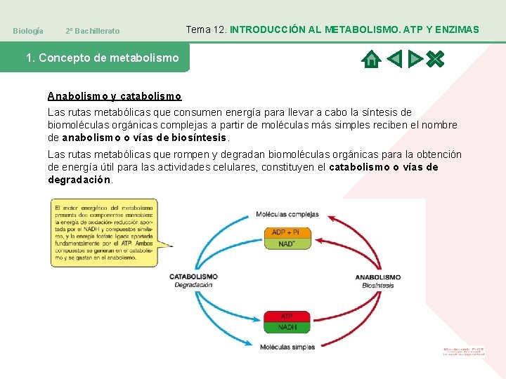 Biología 2º Bachillerato Tema 12. INTRODUCCIÓN AL METABOLISMO. ATP Y ENZIMAS 1. Concepto de