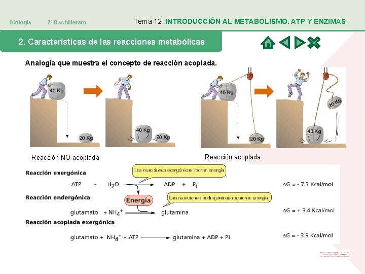 Biología 2º Bachillerato Tema 12. INTRODUCCIÓN AL METABOLISMO. ATP Y ENZIMAS 2. Características de