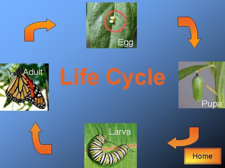 Egg Adult Life Cycle Pupa Larva Home 