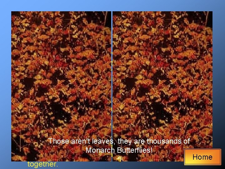 Migration Every year Monarch Butterflies migrate to a warmer climate when the weather turns