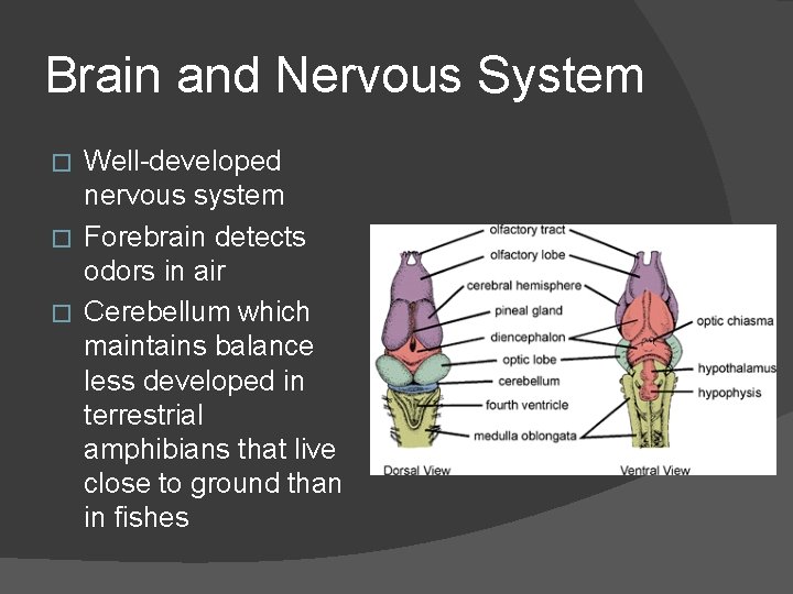 Brain and Nervous System Well-developed nervous system � Forebrain detects odors in air �