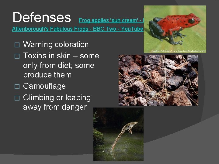 Defenses Frog applies 'sun cream' - Natural World: Attenborough's Fabulous Frogs - BBC Two