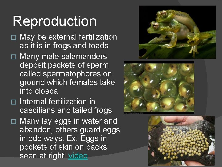 Reproduction May be external fertilization as it is in frogs and toads � Many