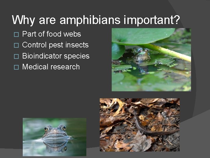 Why are amphibians important? Part of food webs � Control pest insects � Bioindicator