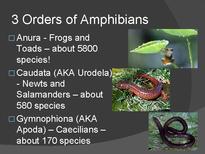 3 Orders of Amphibians � Anura - Frogs and Toads – about 5800 species!