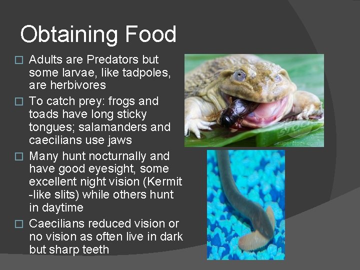 Obtaining Food Adults are Predators but some larvae, like tadpoles, are herbivores � To