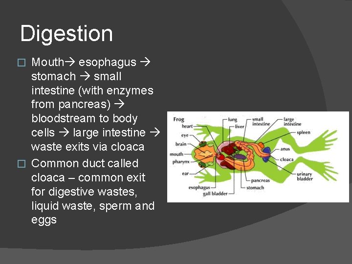 Digestion Mouth esophagus stomach small intestine (with enzymes from pancreas) bloodstream to body cells