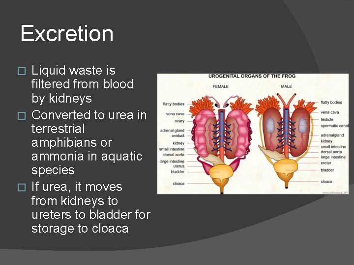 Excretion Liquid waste is filtered from blood by kidneys � Converted to urea in