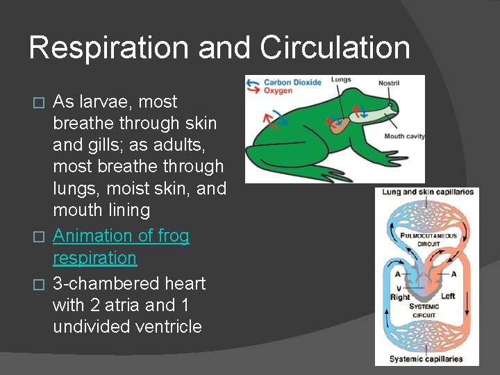 Respiration and Circulation As larvae, most breathe through skin and gills; as adults, most