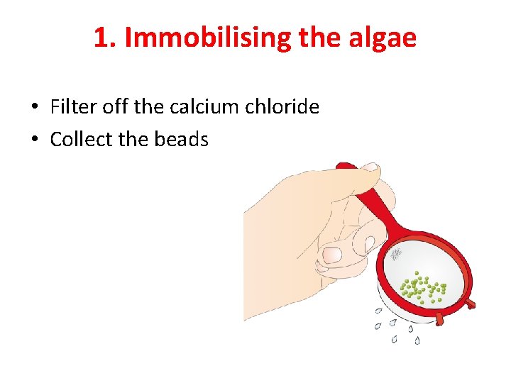 1. Immobilising the algae • Filter off the calcium chloride • Collect the beads
