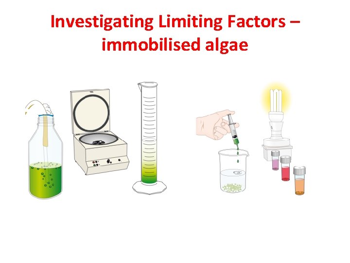 Investigating Limiting Factors – immobilised algae 