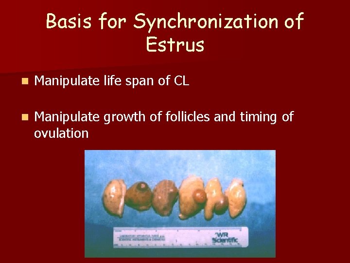 Basis for Synchronization of Estrus n Manipulate life span of CL n Manipulate growth