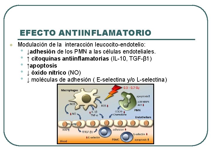 EFECTO ANTIINFLAMATORIO l Modulación de la interacción leucocito-endotelio: • ↓adhesión de los PMN a