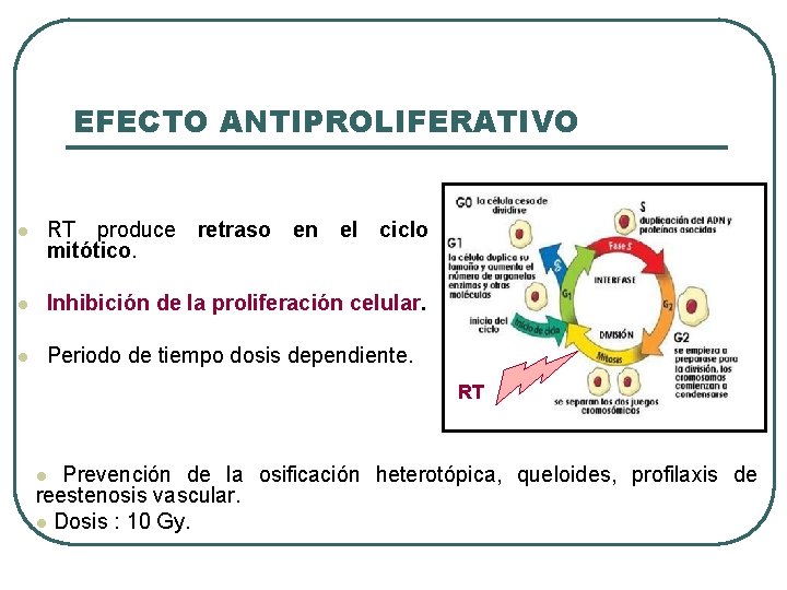 EFECTO ANTIPROLIFERATIVO l RT produce retraso en el ciclo mitótico. l Inhibición de la