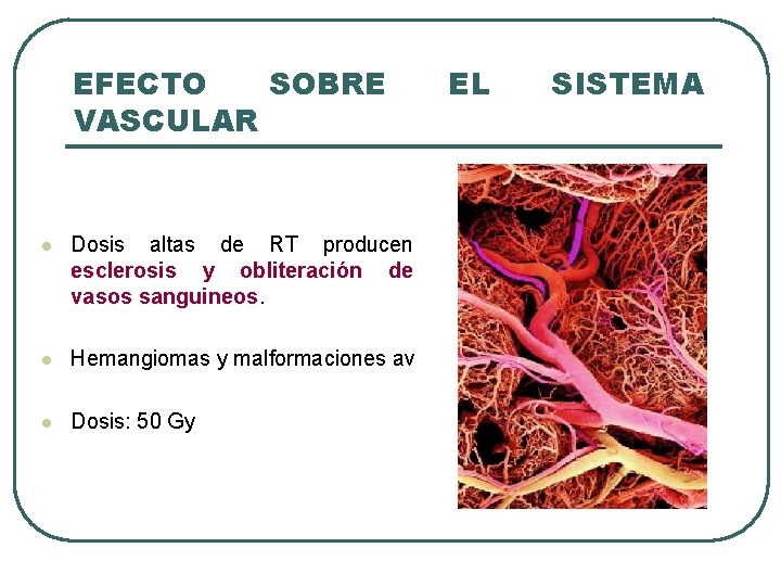 EFECTO SOBRE VASCULAR l Dosis altas de RT producen esclerosis y obliteración de vasos