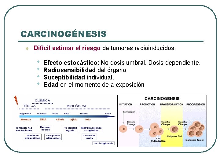 CARCINOGÉNESIS l Difícil estimar el riesgo de tumores radioinducidos: • • Efecto estocástico: No