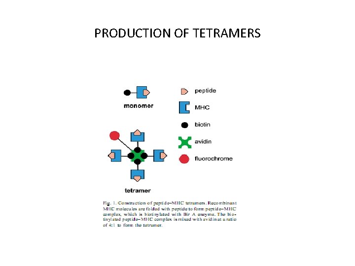 PRODUCTION OF TETRAMERS 