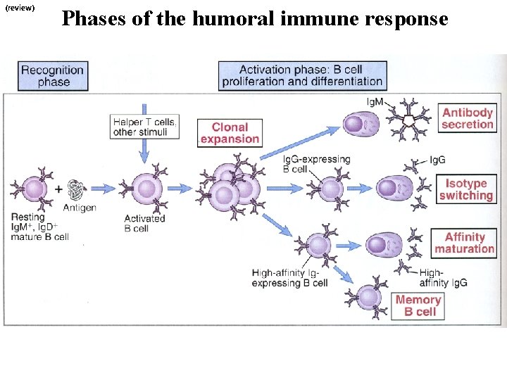 (review) Phases of the humoral immune response 