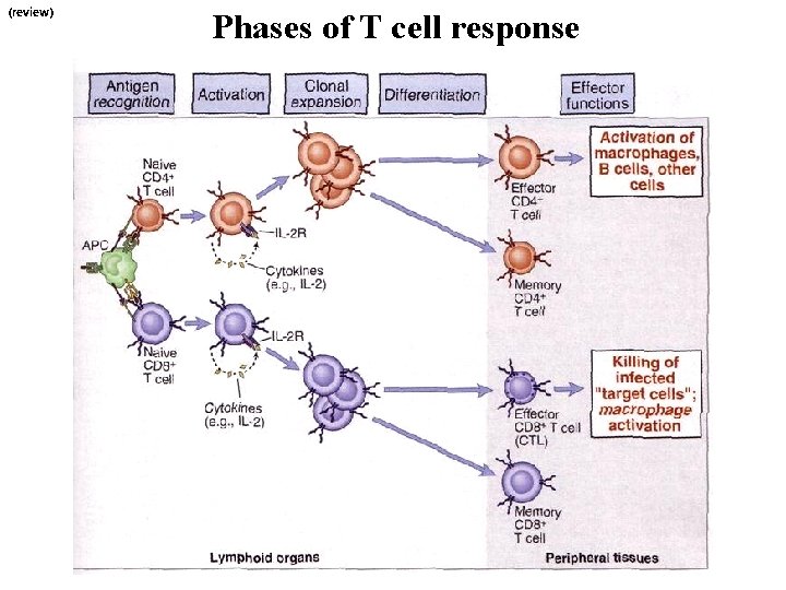 (review) Phases of T cell response 