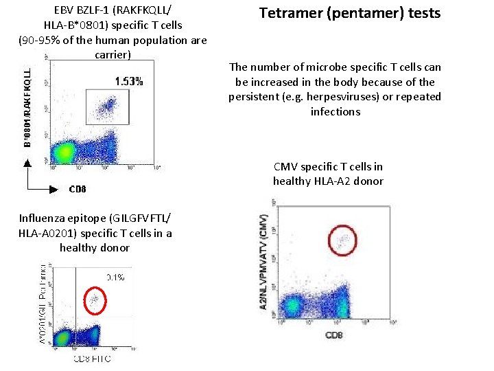 EBV BZLF-1 (RAKFKQLL/ HLA-B*0801) specific T cells (90 -95% of the human population are
