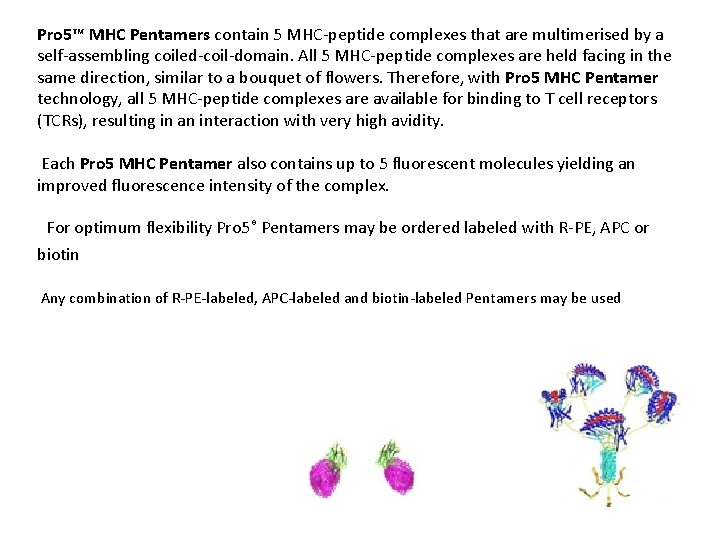 Pro 5™ MHC Pentamers contain 5 MHC-peptide complexes that are multimerised by a self-assembling