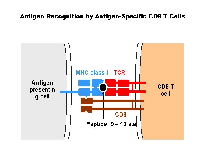 Antigen Recognition by Antigen-Specific CD 8 T Cells MHC class I TCR Antigen presentin