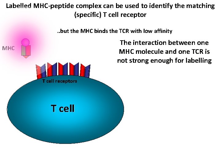 Labelled MHC-peptide complex can be used to identify the matching (specific) T cell receptor.