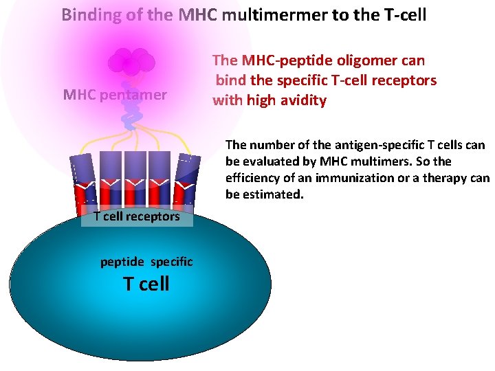 Binding of the MHC multimermer to the T-cell MHC pentamer The MHC-peptide oligomer can